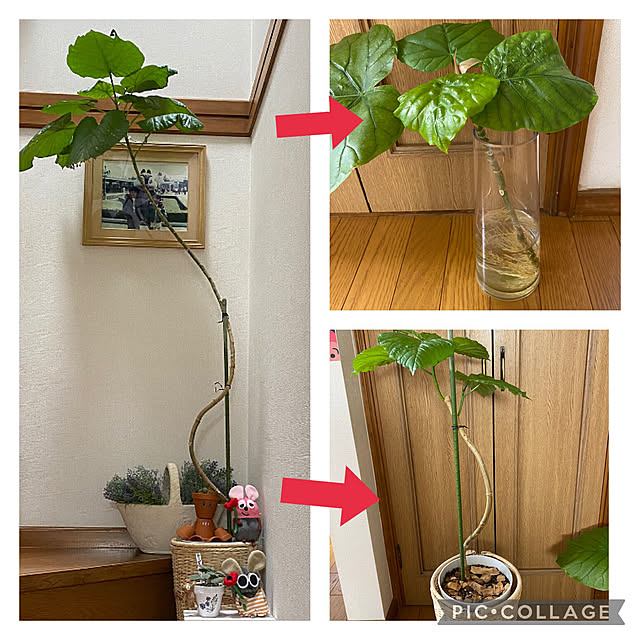 chIoeさんの実例写真