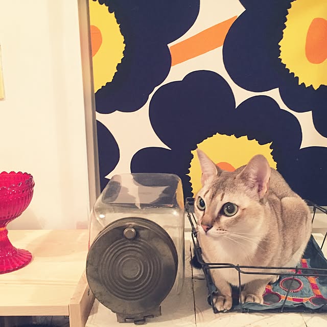 jaajjiさんの実例写真