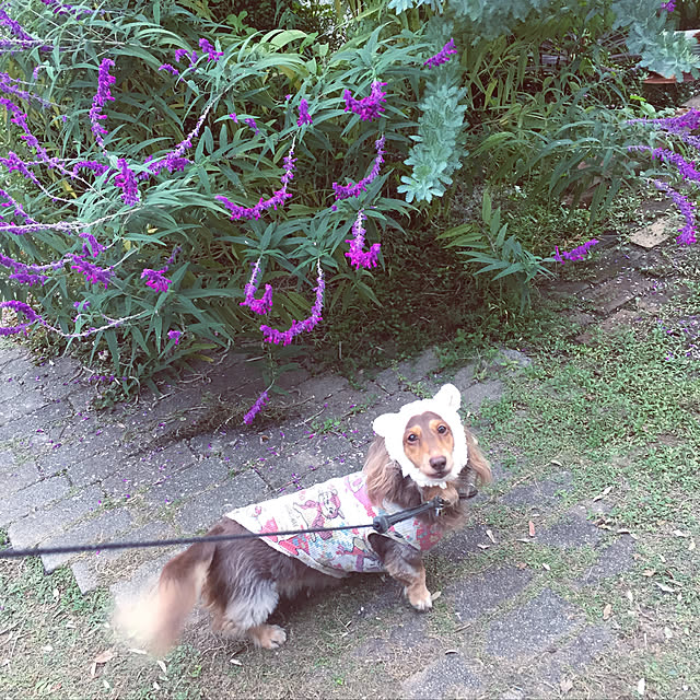 yupponさんの実例写真