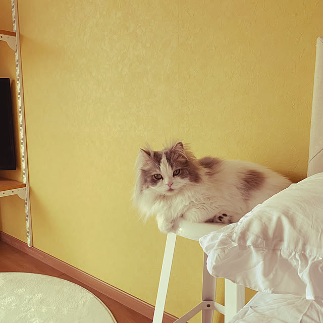 aruさんの実例写真