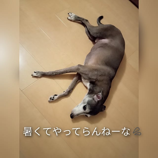 moruさんの部屋