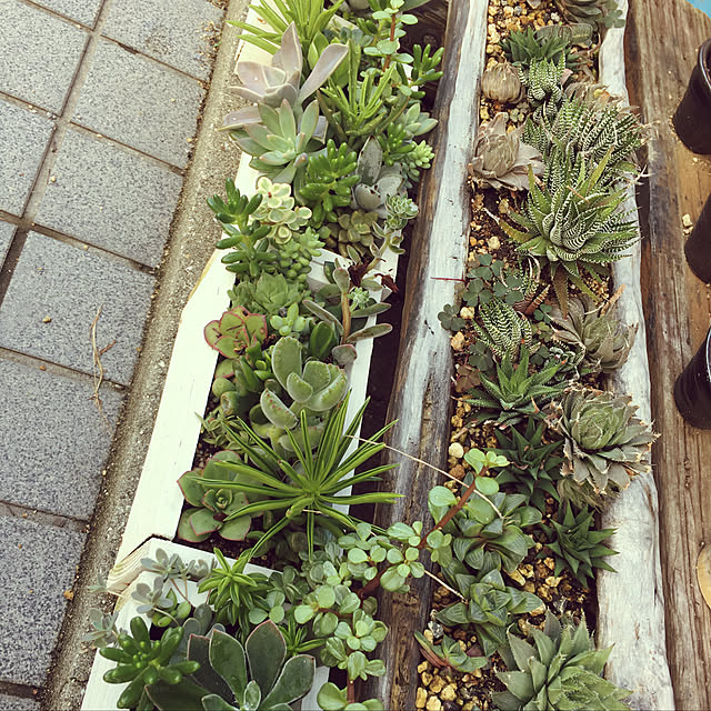 DIY/多肉植物/ハンドメイド/玄関/入り口のインテリア実例 - 2019-09-01 16:32:59