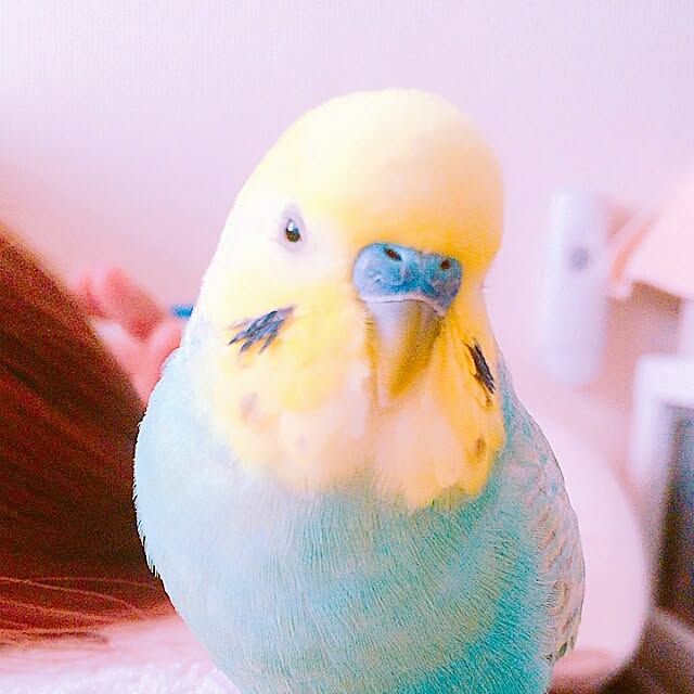 koharu_4524さんの実例写真