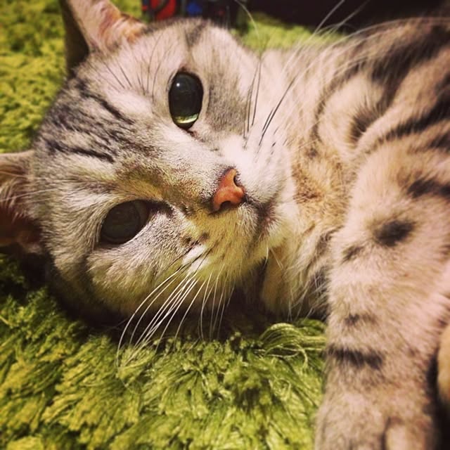 okayuさんの実例写真
