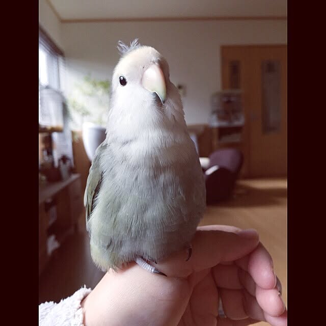 kaotanさんの実例写真
