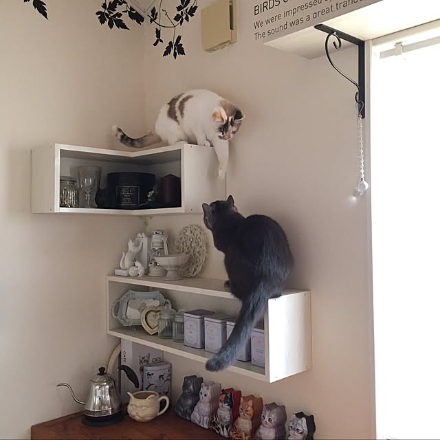 猫スペース/雑貨/DIY/家/飾り棚...などのインテリア実例 - 2020-04-27 22:07:14