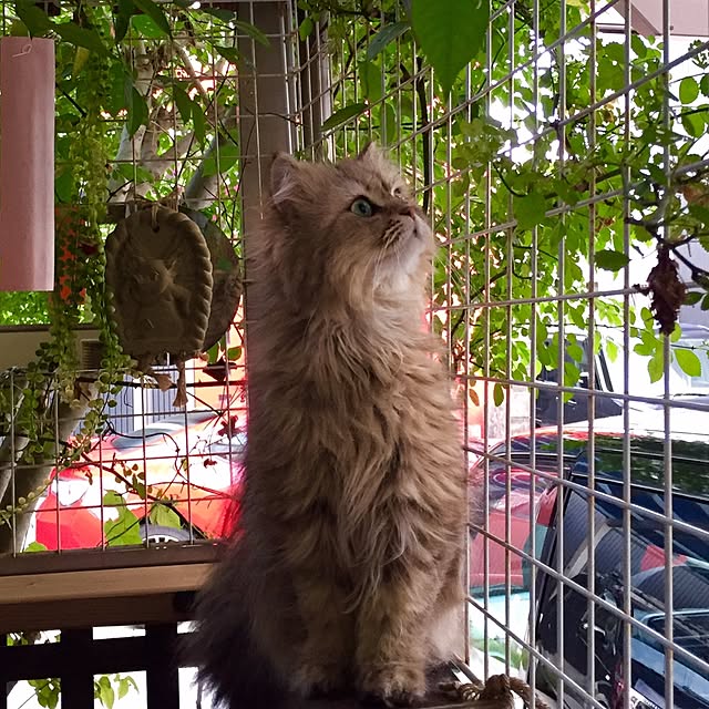 butachanさんの実例写真