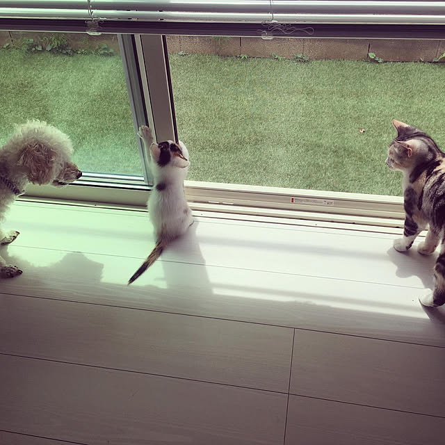 mikkumikuさんの実例写真