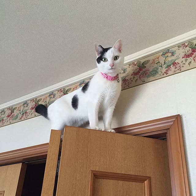 chiさんの実例写真