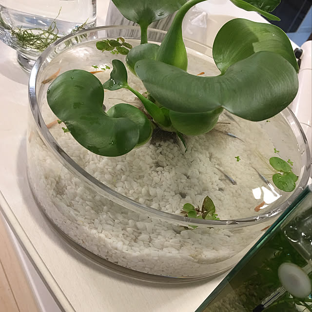 pochamamさんの実例写真