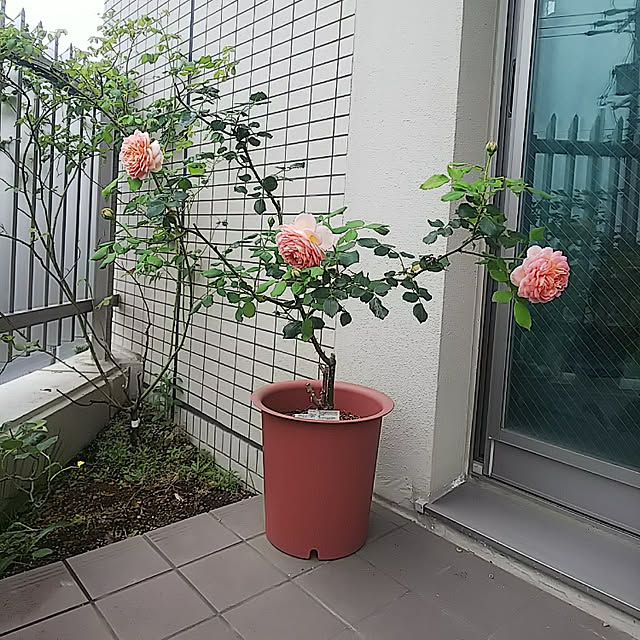 hiromimiさんの実例写真