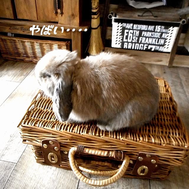 wa-ga-yaさんの実例写真