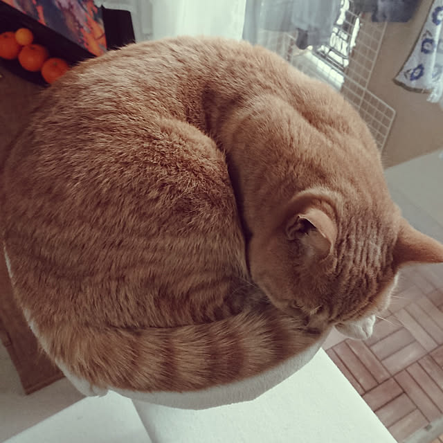 noritamaさんの実例写真
