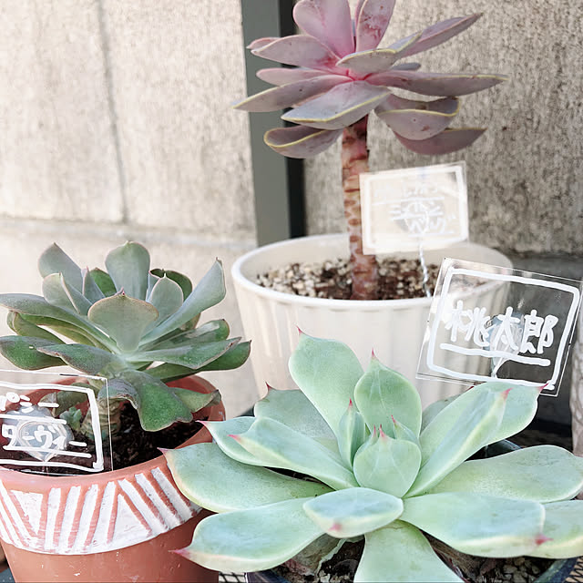 craneさんの実例写真