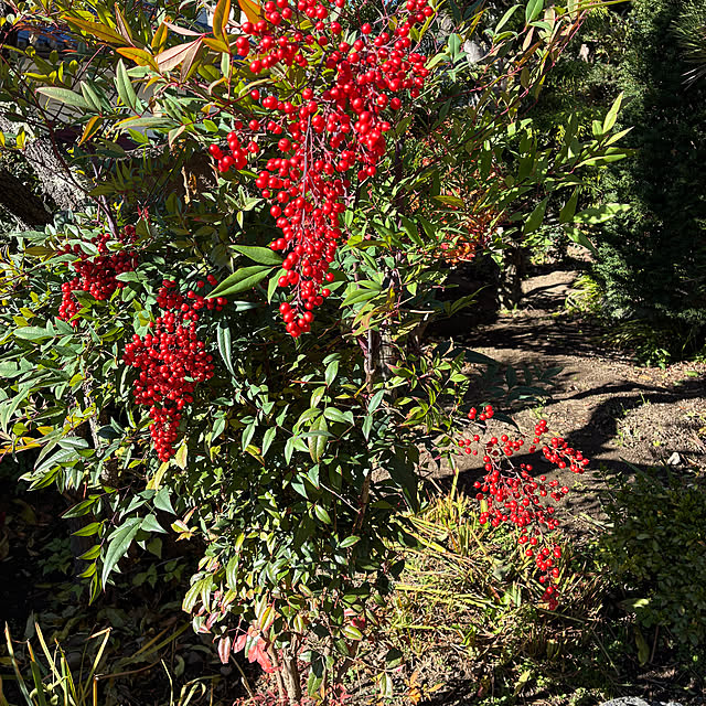 mary_loveさんの実例写真