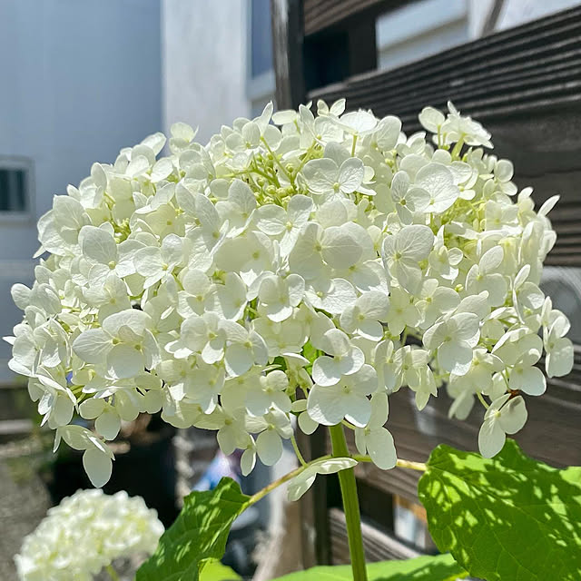 capelさんの部屋