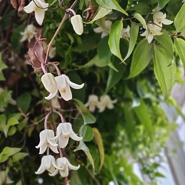 壁/天井/NO GREEN NO LIFE/フォローすごく嬉しいです♡/花のある暮らし/植物のある暮らし...などのインテリア実例 - 2023-03-15 08:26:47