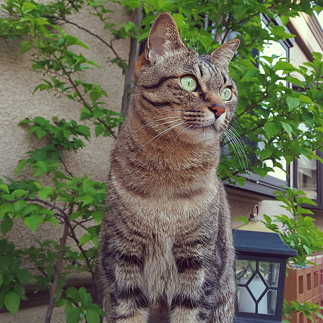 komugiさんの実例写真