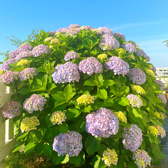 HappyRoseさんの実例写真