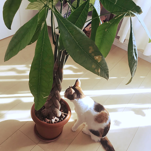 gontaさんの実例写真