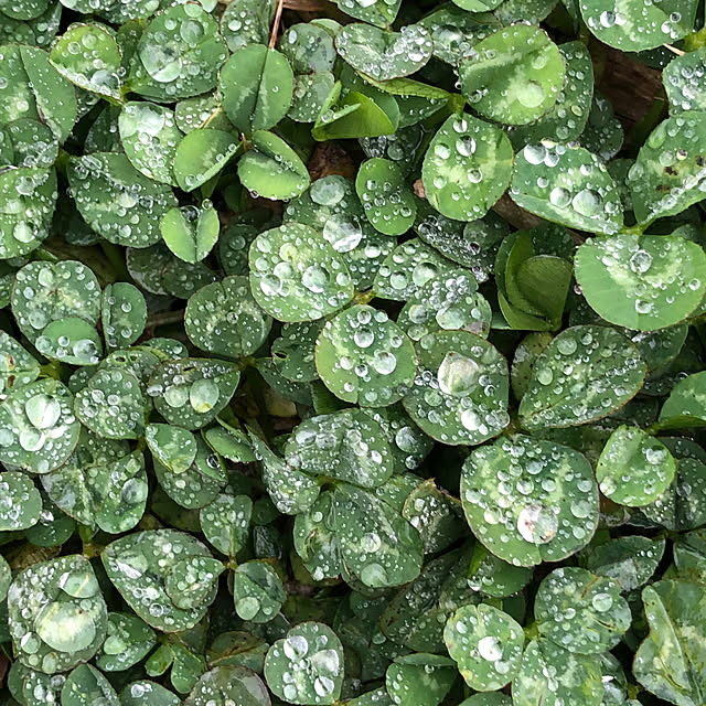 壁/天井/春の雨/お庭パトロール/田舎暮らし/クローバー...などのインテリア実例 - 2024-03-27 07:29:18