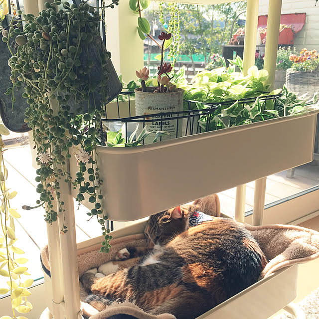 miyo419さんの実例写真