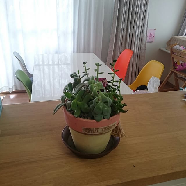 リビング/多肉植物のインテリア実例 - 2015-07-11 10:21:38