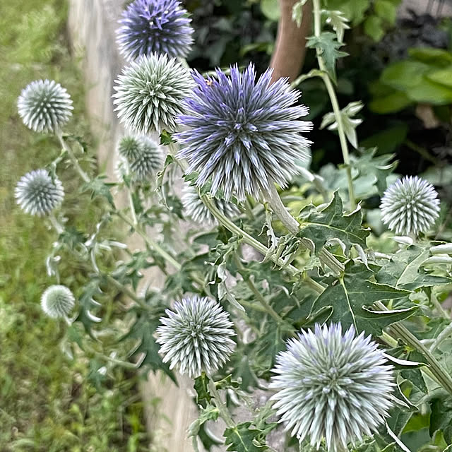 buchiさんの部屋
