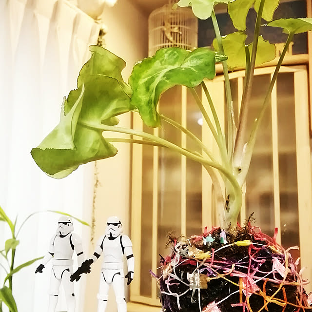 naive.coccoさんの実例写真