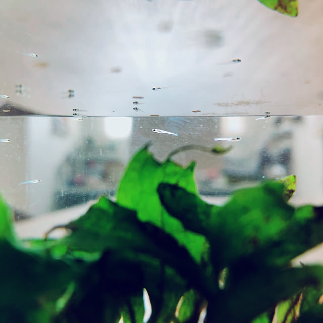 mangoさんの実例写真