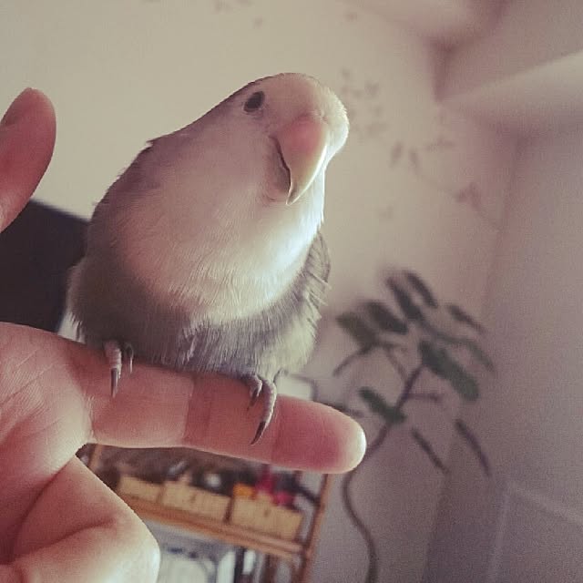 Chicoさんの実例写真
