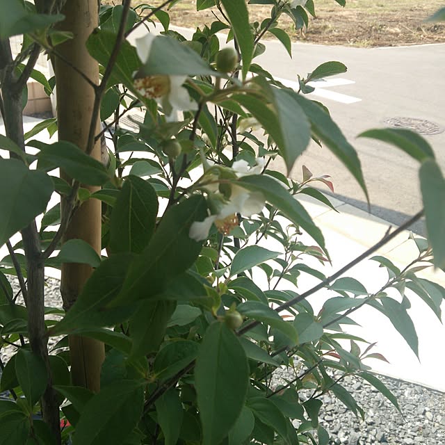 SAIさんの実例写真