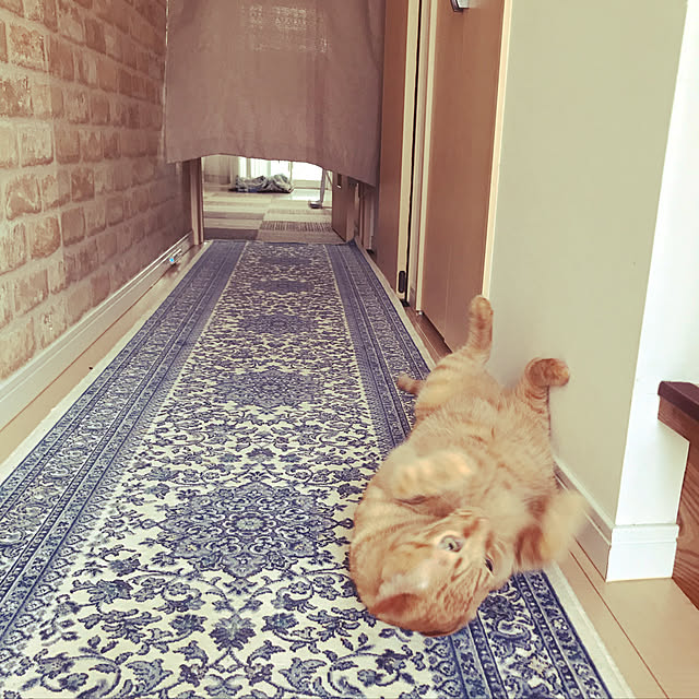 shiotanさんの実例写真