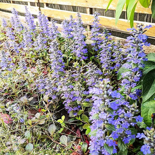 mofukoさんの部屋