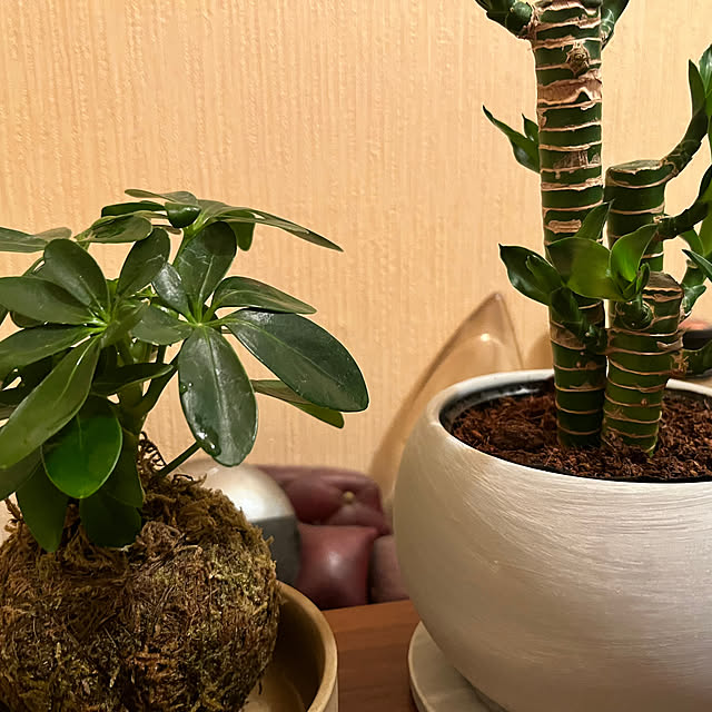 konohaさんの部屋
