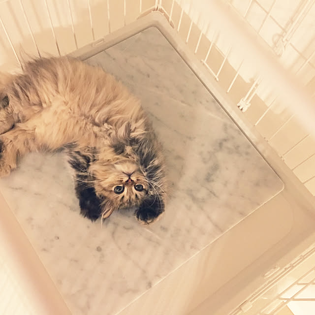 sachie.さんの実例写真