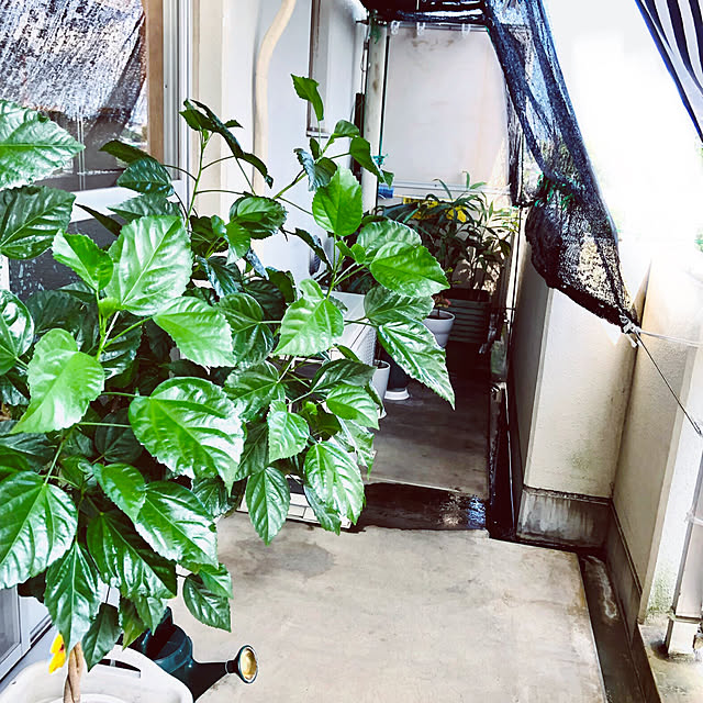 hanachanさんの部屋