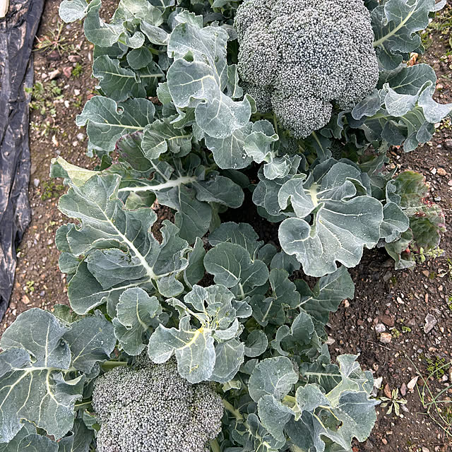 banbinaさんの部屋