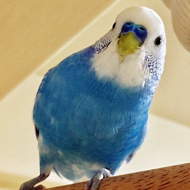 toratanさんの実例写真