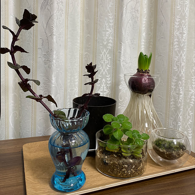 観葉植物/ナチュラル/リビングのインテリア実例 - 2021-01-14 01:11:30
