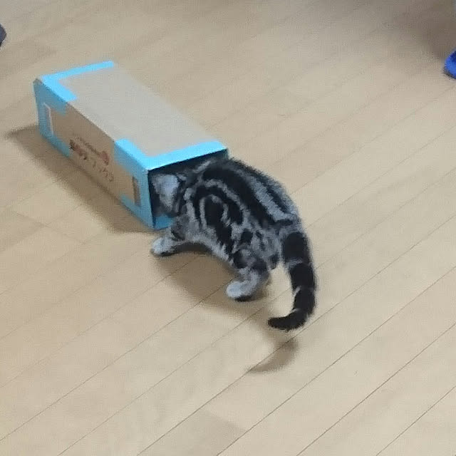 CatClipさんの実例写真