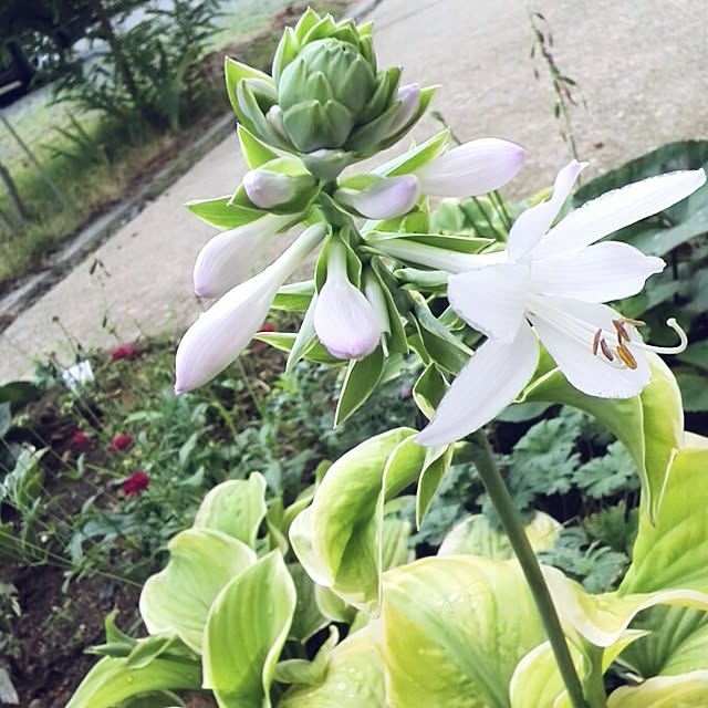 kurumin5さんの実例写真