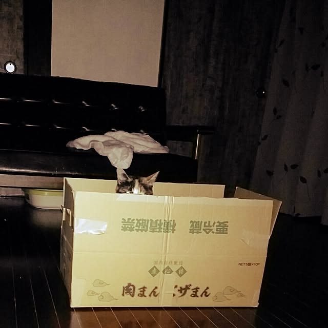 catLoverさんの実例写真