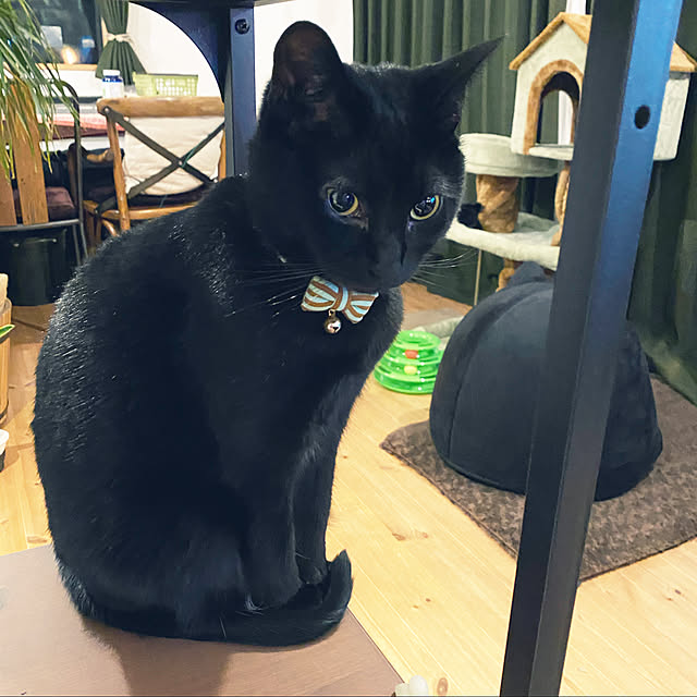 momokumiさんの実例写真