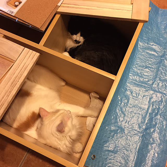 shigimiさんの実例写真