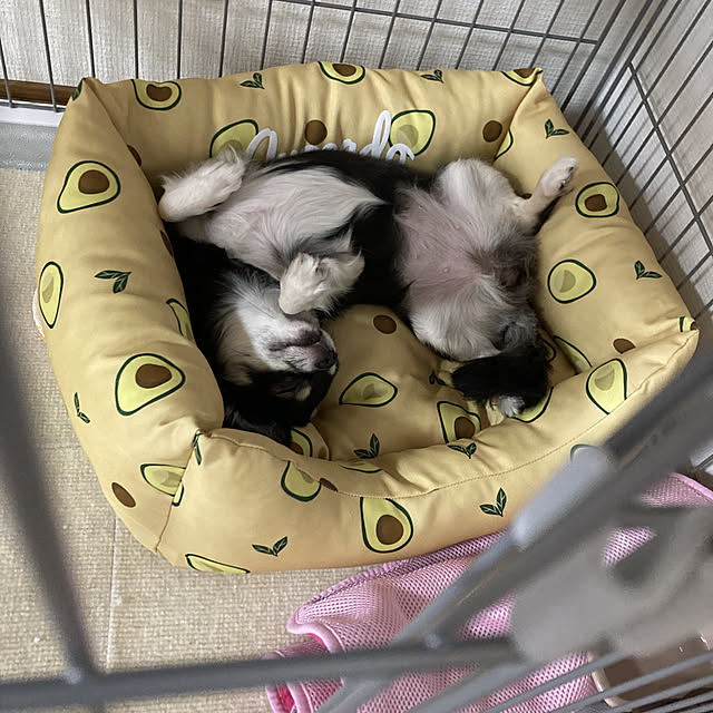 koroさんの実例写真