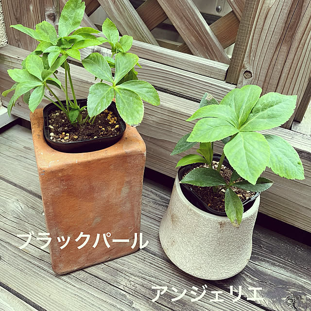 seiseiさんの実例写真