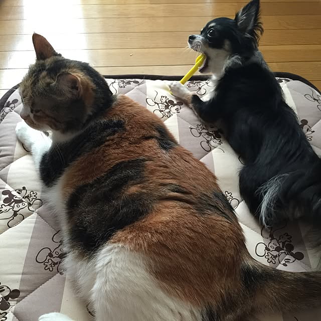 Leo_chan_08さんの実例写真