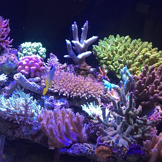 aquarium_seaさんの実例写真
