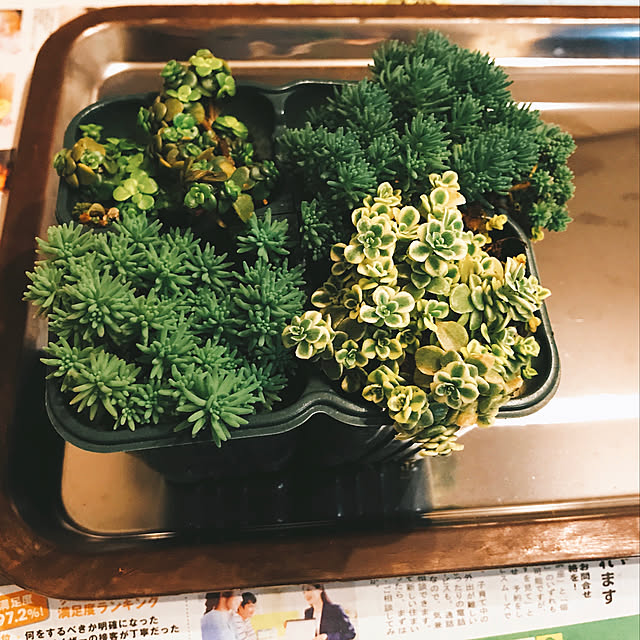 tamutamuさんの実例写真